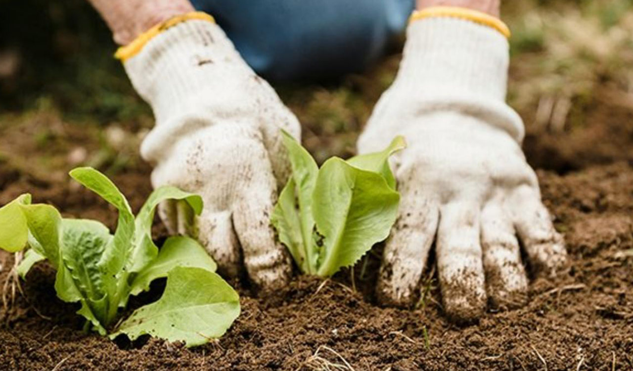 Telangana Horticultural University aims to file one patent a month