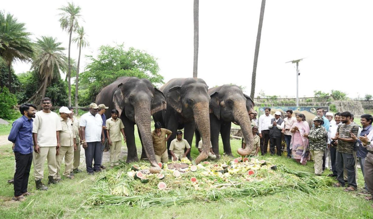 Watch jumbo feast: Nehru zoo elephants enjoy cake and stroll on world elephant day