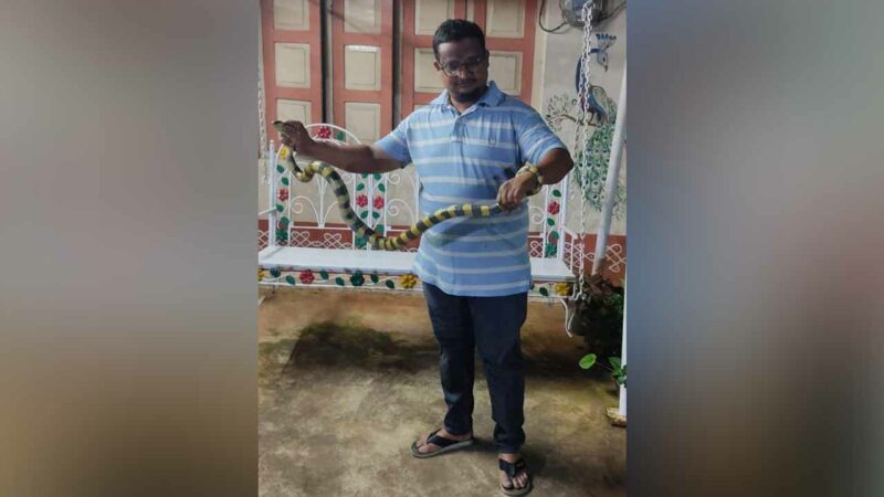 Telangana: Rare banded krait sighted for first time in Kothagudem