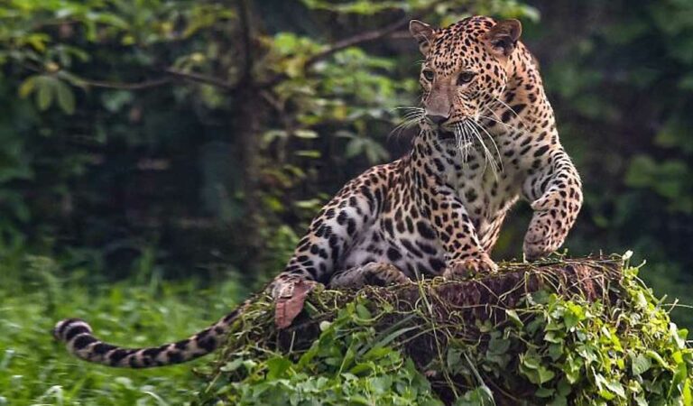 Telangana forest department to track leopards using radio collars in pilot project