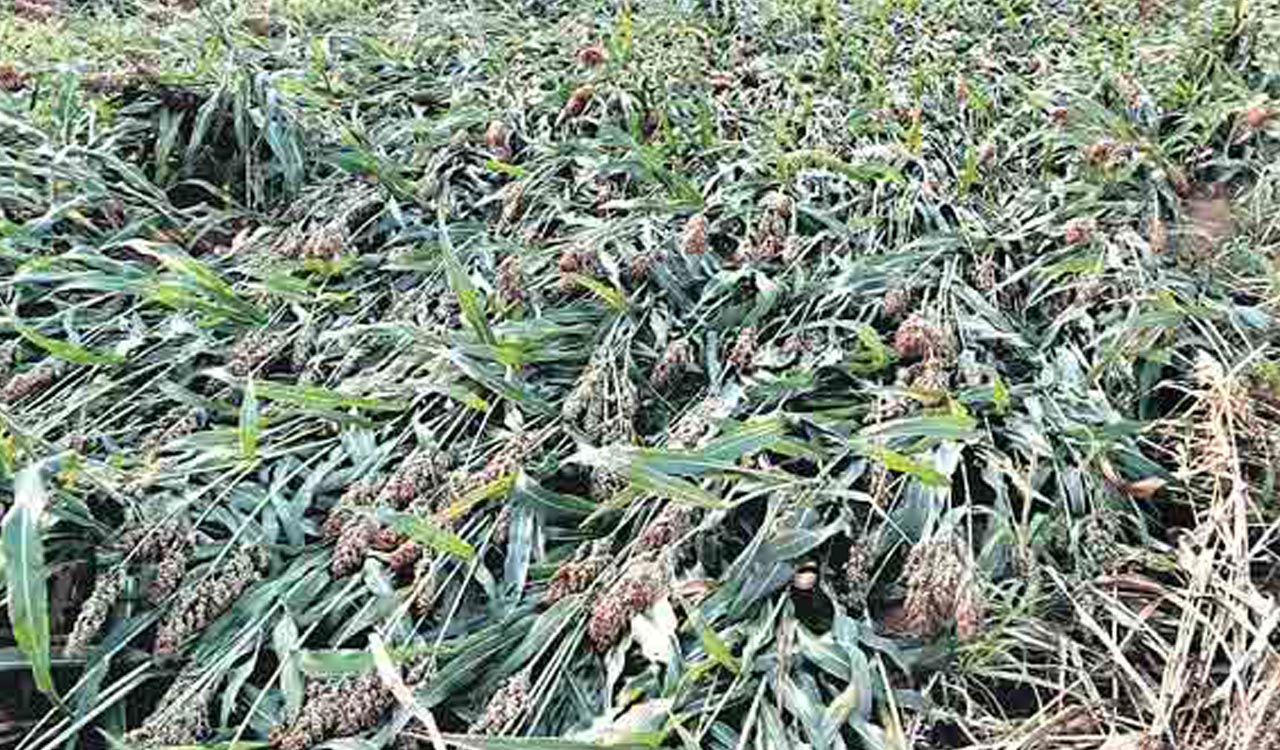 Heavy rains damage crops in Adilabad, Mancherial, Asifabad