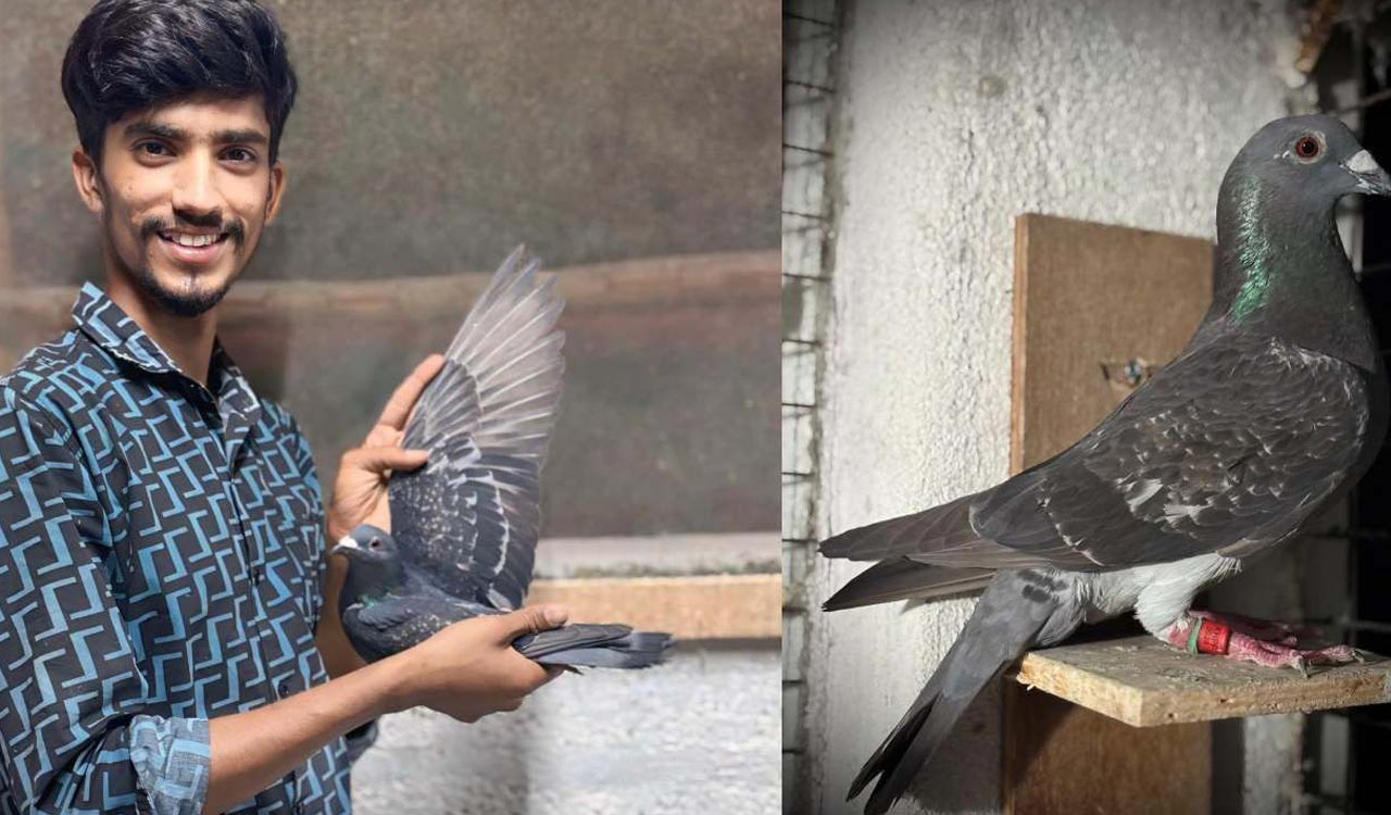 Mandya pigeon flies 1790 km from Delhi to reunite with owner