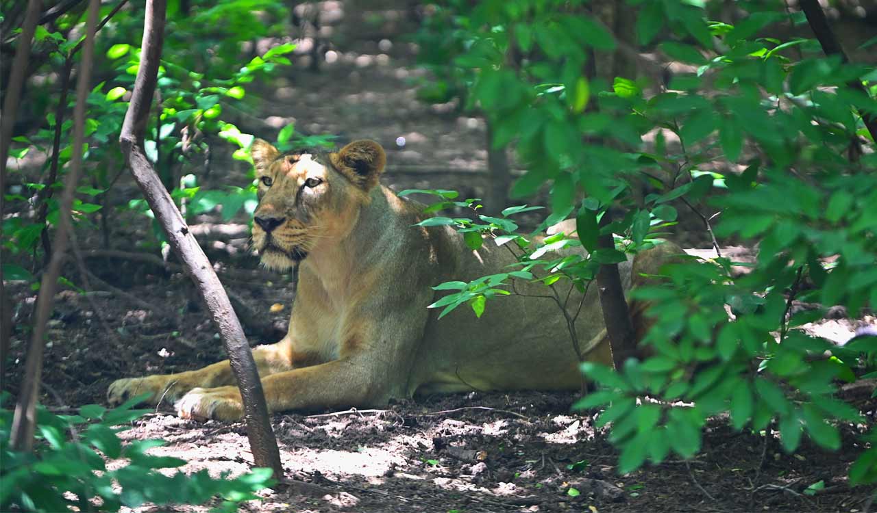 Nehru Zoological Park to set up southern India’s first in-house BSL-3 lab for animal disease research