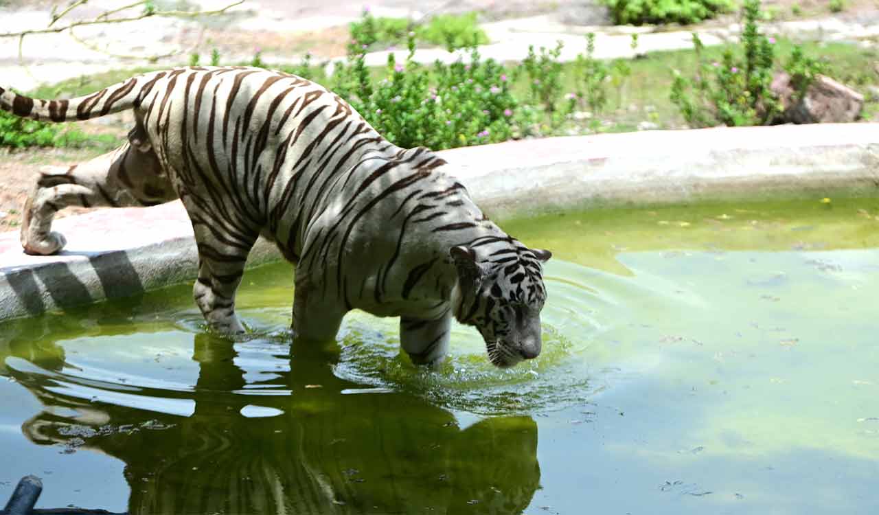 Nehru Zoological Park