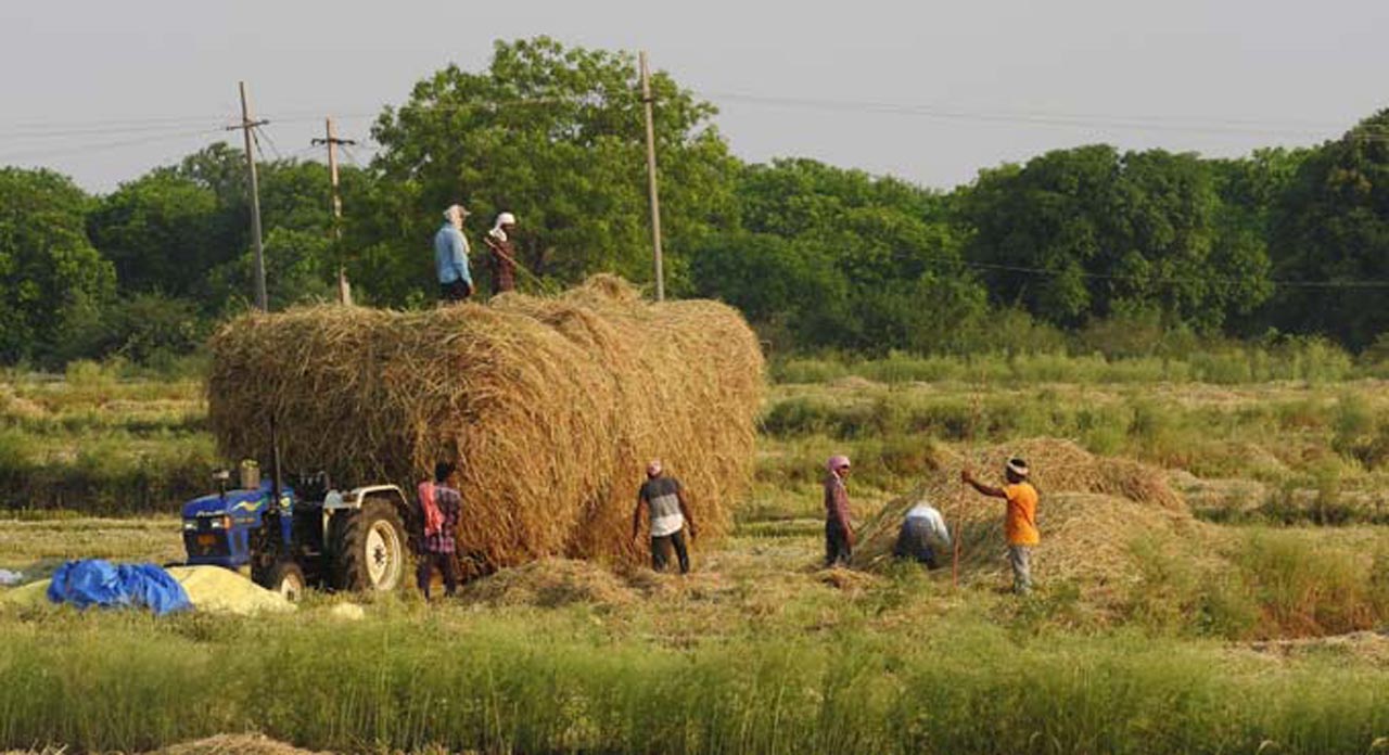 Prolonged dry spell leaves Adilabad paddy farmers in fix over transplantation