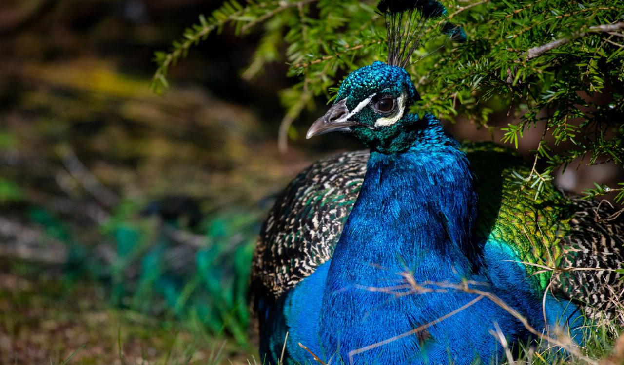 Mystery deaths: Four peacocks found dead in Peddapalli