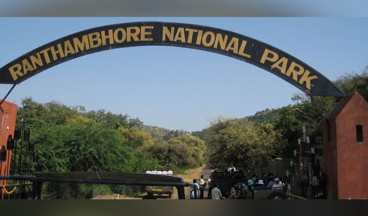 Rajasthan: Twenty tourists stranded in Ranthambore as safari vehicle breaks down