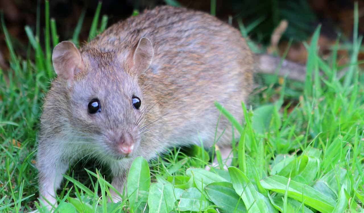 Ten Kasturba Vidyalaya students bitten by rats in Karimnagar hostel