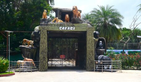 Safari