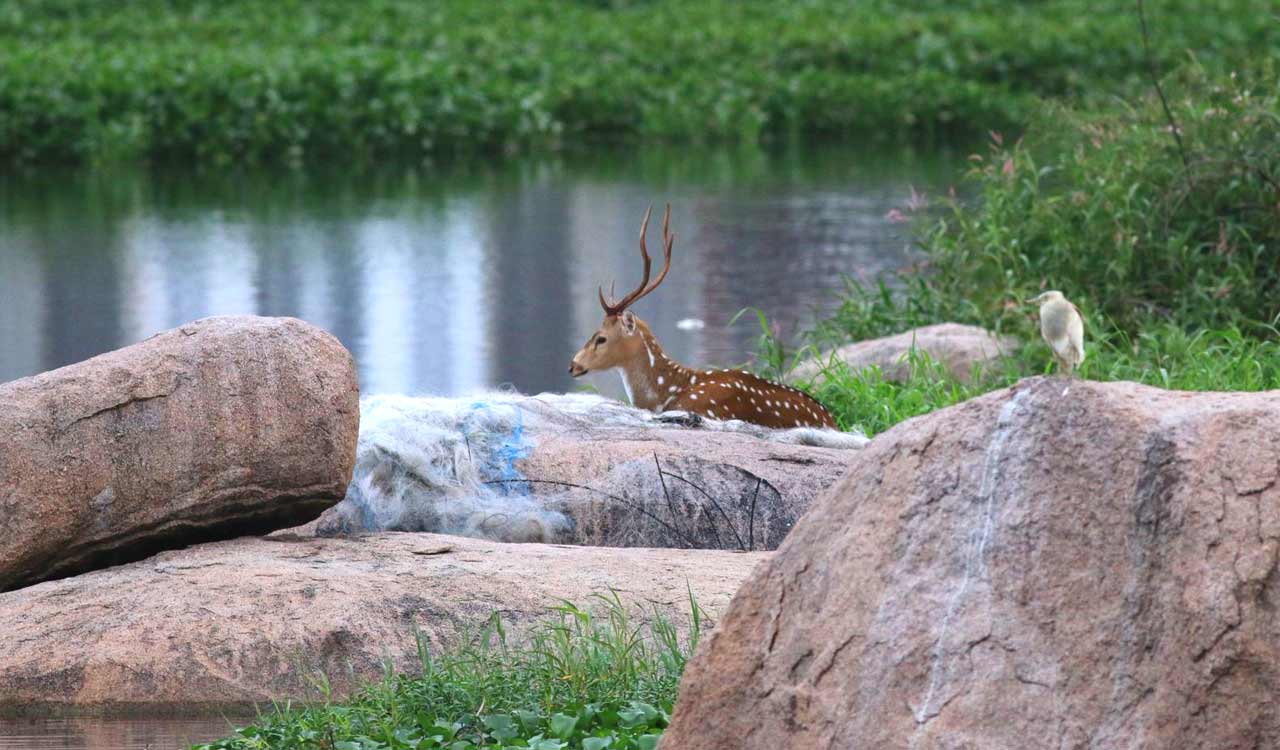 Spotted deer rescued itself after being stranded for two days in Nallagandla lake