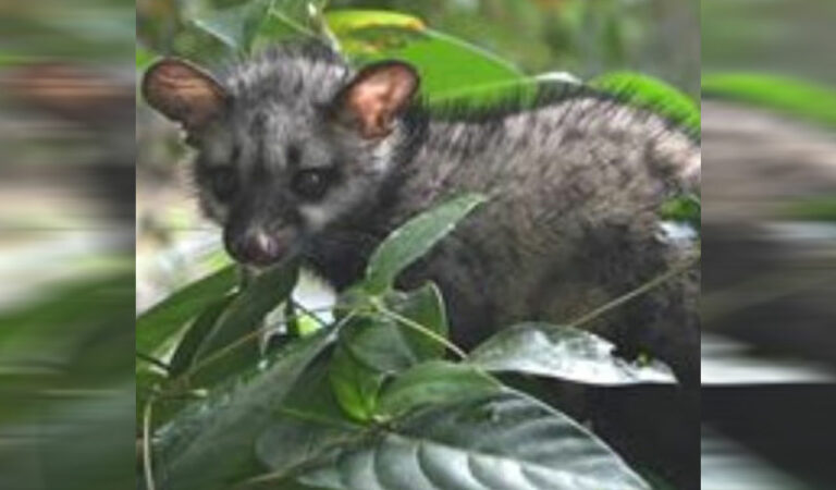 Toddy cat disrupts Kerala High Court proceedings with foul smell