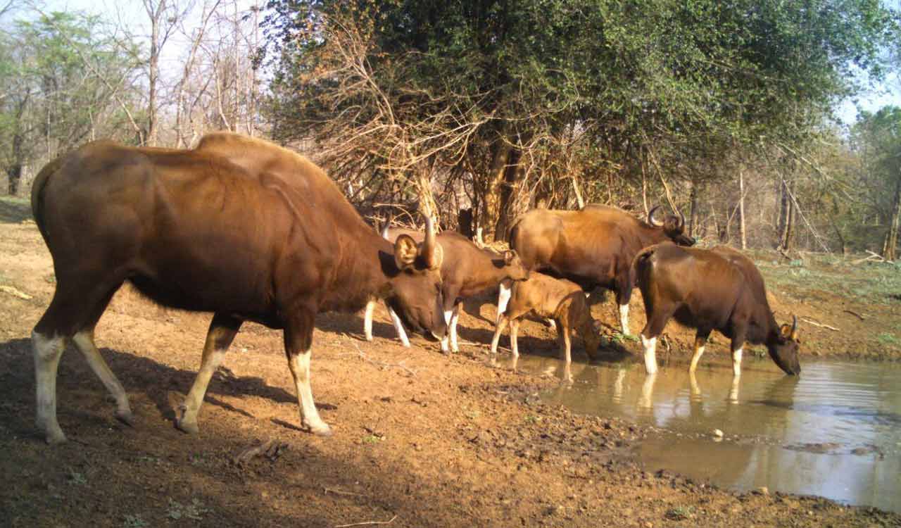 Two-day long flora, fauna documentation begins in Mancherial