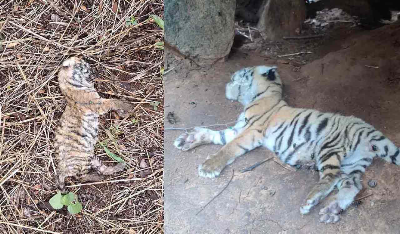 Two tiger cub deaths reported in Cauvery Wildlife Sanctuary, days after five tiger deaths in MM Hills
