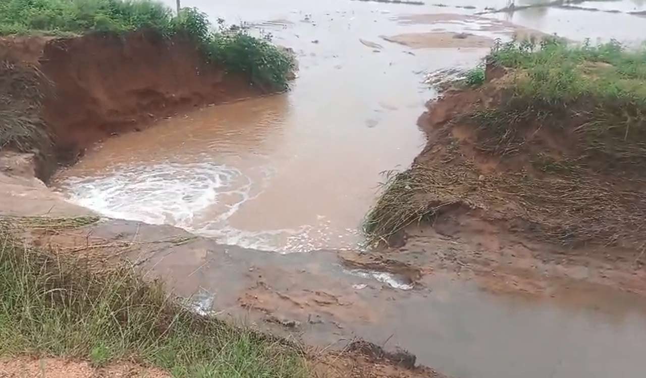 Watch: Singur canal suffers breach again in Pulkal mandal