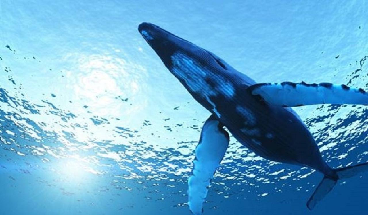 Ancient whale with Pokémon face, predator bite discovered