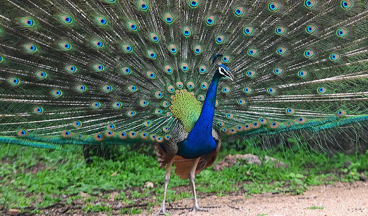 Hyderabad Zoo to launch night safari and glowing bioluminescent park