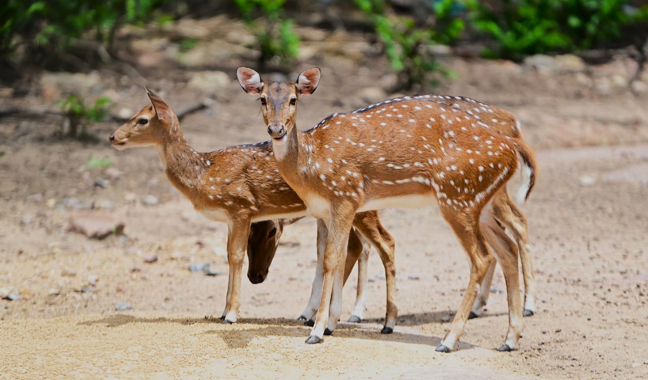 Hyderabad Zoo to launch night safari and glowing bioluminescent park