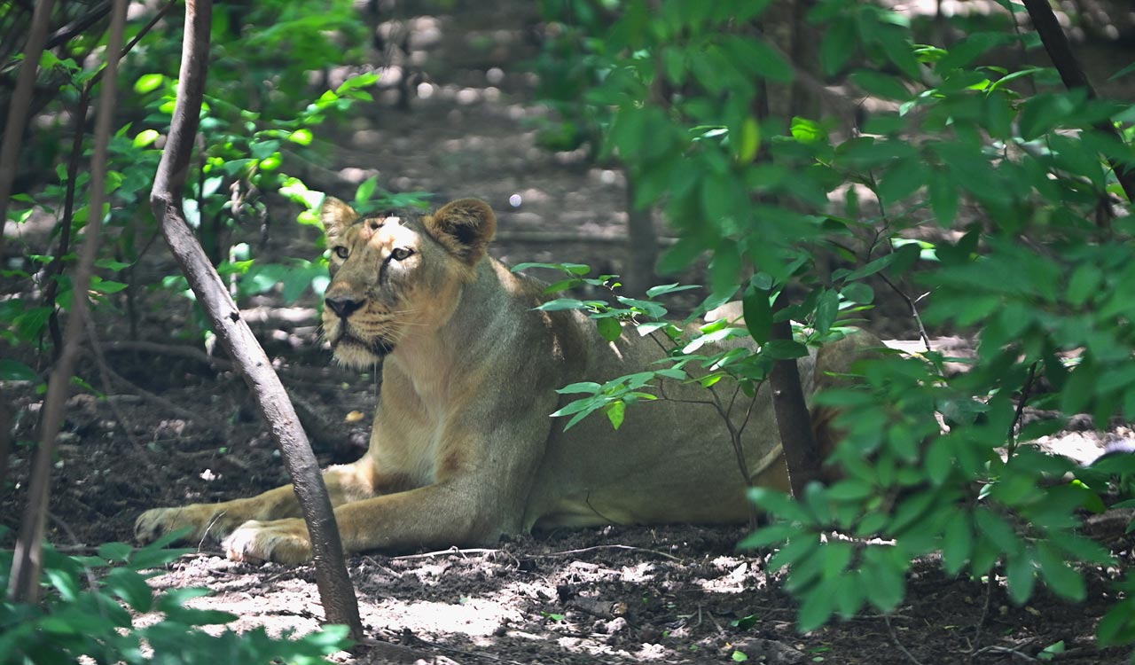 Hyderabad Zoo to launch night safari and glowing bioluminescent park