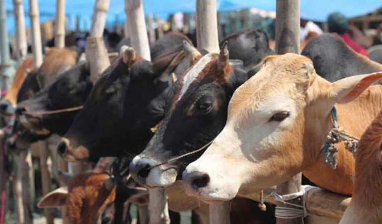 Seven of inter-state cattle lifting and selling gang arrested in Nirmal