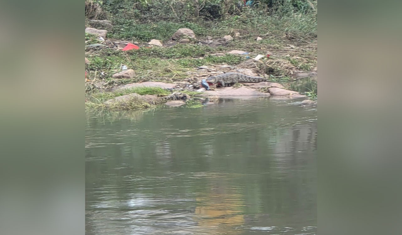 Watch: Crocodile spotted in Musi River at Langer Houz again