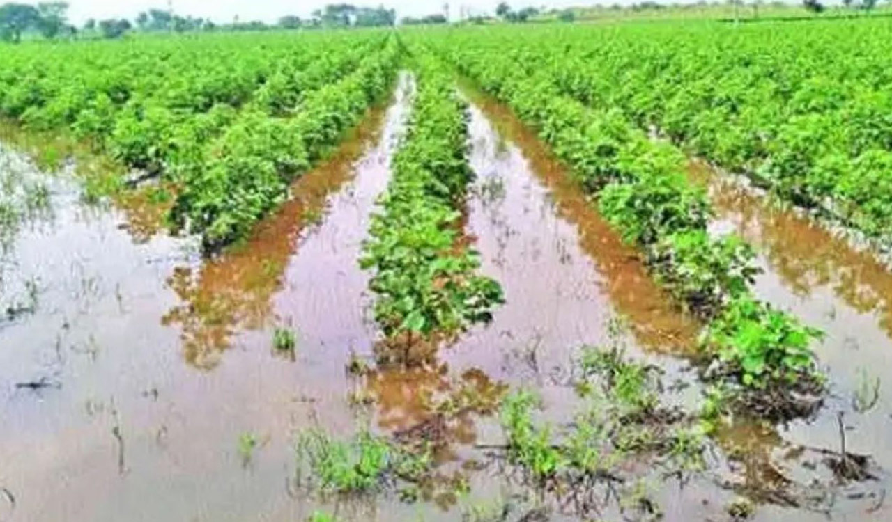 IMD issues red alert: Crop losses soar and infrastructure hit hard in rain-hit Telangana districts