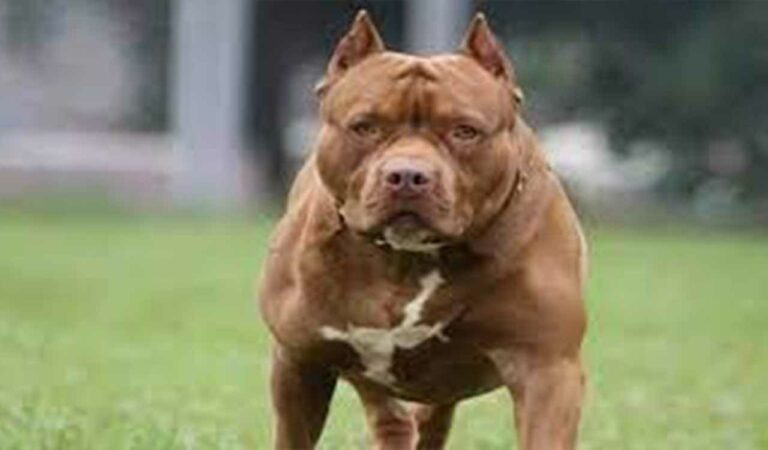 After a fatal pit bull attack, Tamil Nadu has ordered all breeders and pet shops to register with the TNAWB by Sept 30, warning of strict crackdowns on unregistered and illegal traders.