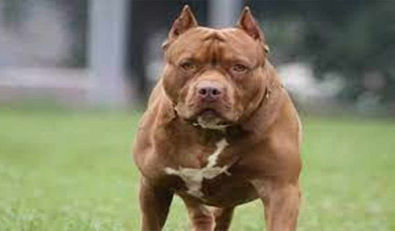 TN govt sets September 30 deadline for dog breeders, shops to register after pit bull attack