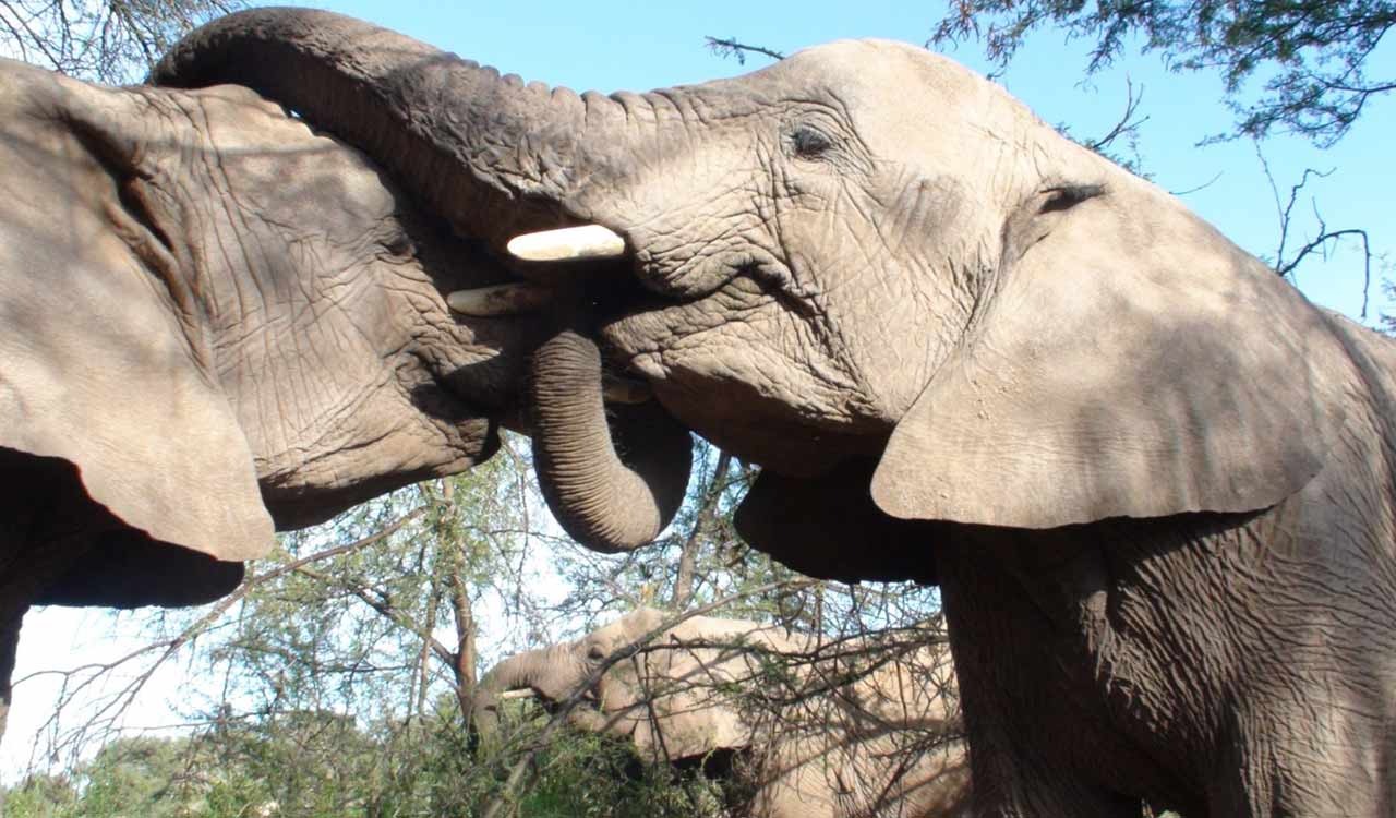 Human-Elephant conflicts rise in TN’s Coimbatore amid shortage of forest guards