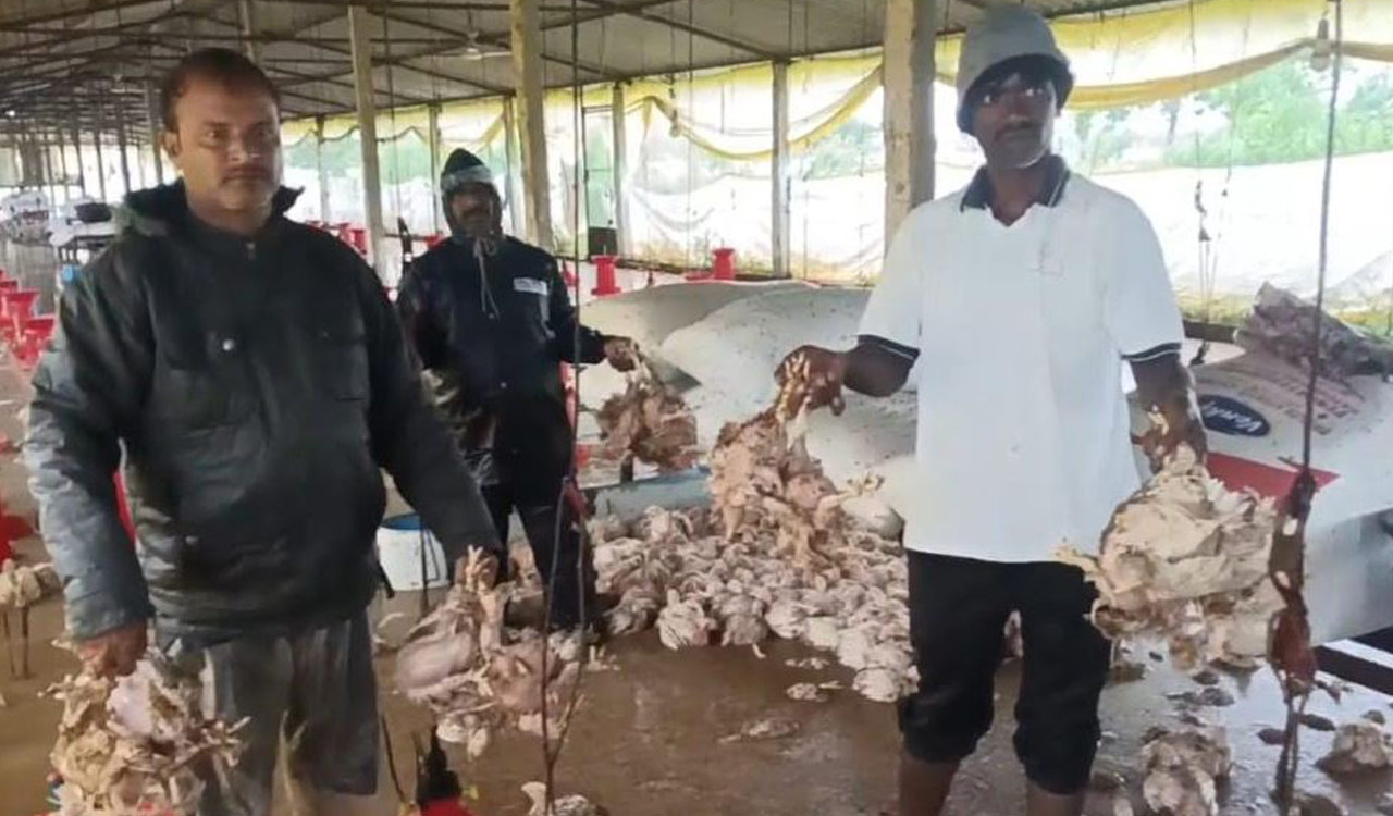 10,000 poultry birds die as floodwater enters Nizampet farm in rain-hit Medak