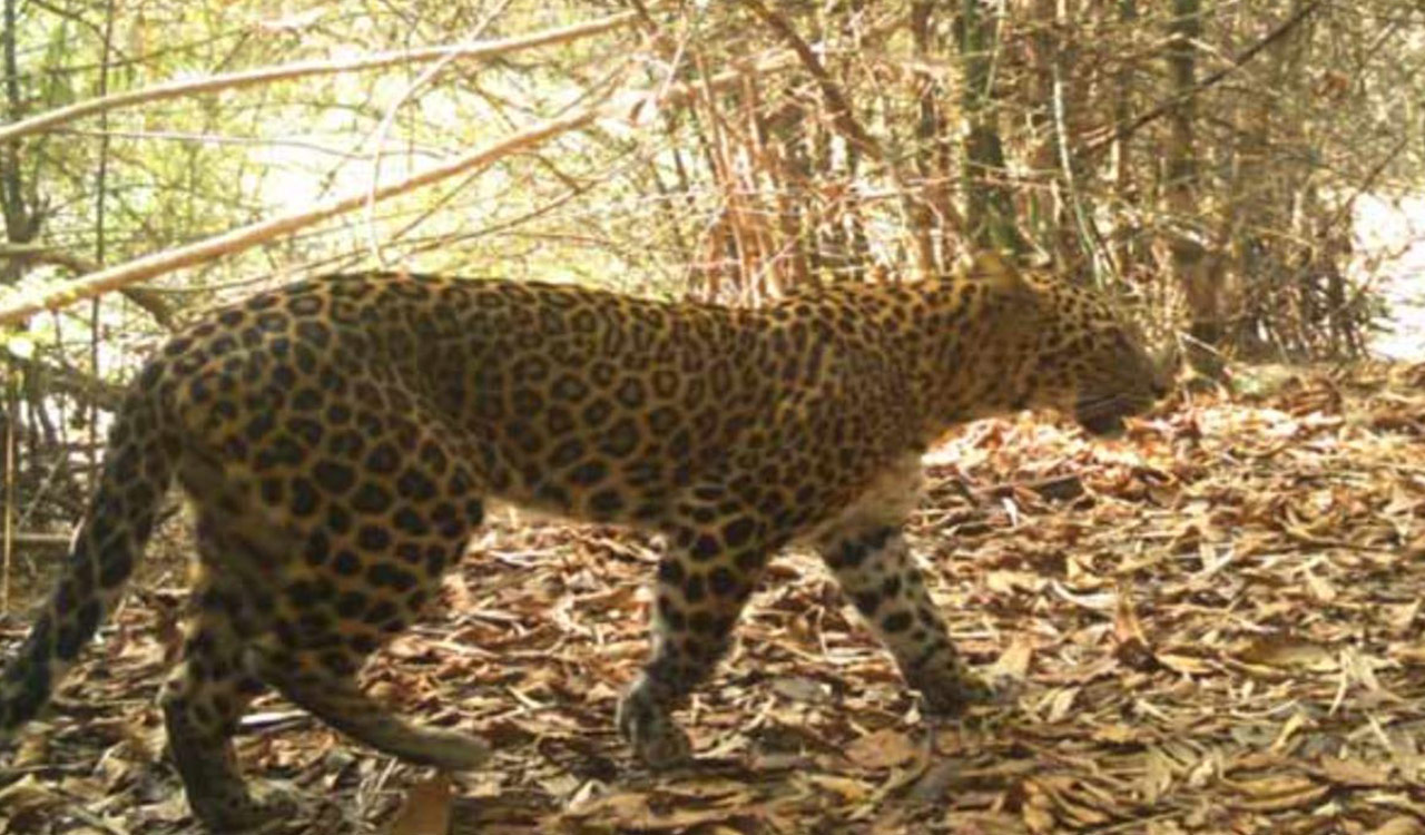 Leopard sighting triggers alert in Jagtial’s Dharmapuri town