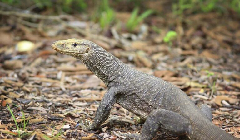 Monitor Lizard