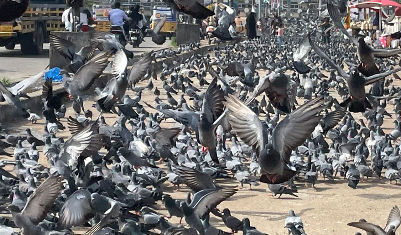 Hyderabad: Fancy pigeon breeds fetch thousands in growing bird trade