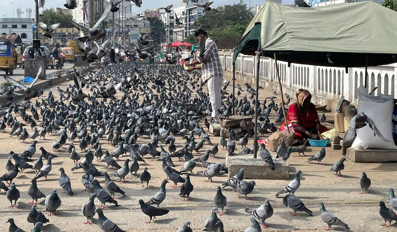 The kindness trap: How pigeon feeding is posing a major public health crisis in Hyderabad