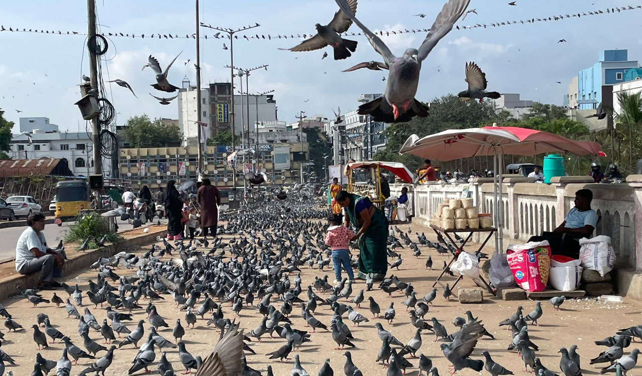Historic pigeon houses in Hyderabad shelter thousands of birds, attract daily visitors