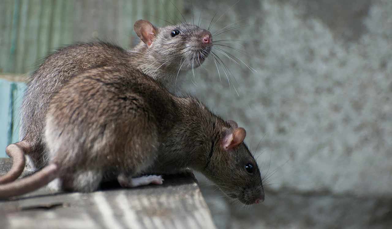 Rat menace in Gadwal Gurukul: Three students hospitalised, officials suspended