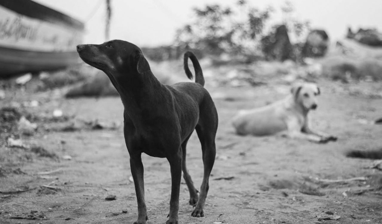 Dog matters: CJI Gavai assures review of urgent plea on stray dogs