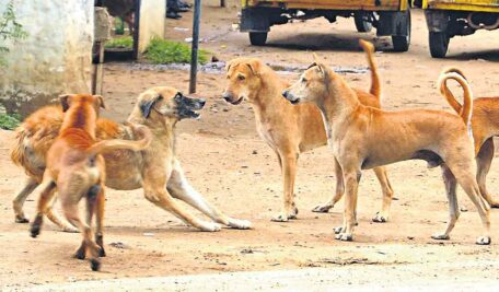 stray dogs