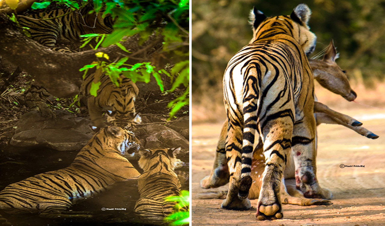 Telangana Tigers Rising: Amrabad’s Incredible Comeback (ATR) & Kawal’s New Hope (KTR)