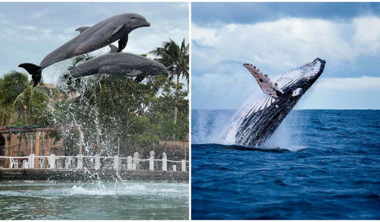 Whales & Dolphins
