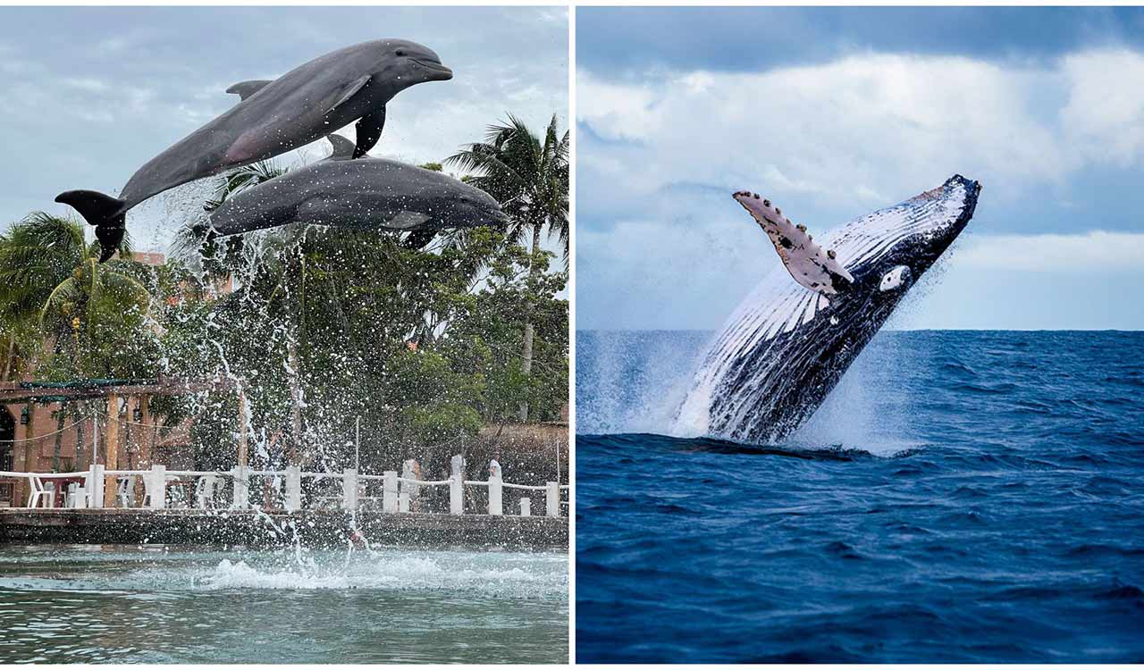 Whales and dolphins regularly hang out with each other  