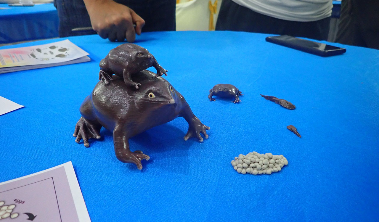 Hyderabad scientists race to save 80-million-year-old frog ‘Jewel of Gondwana’ from extinction