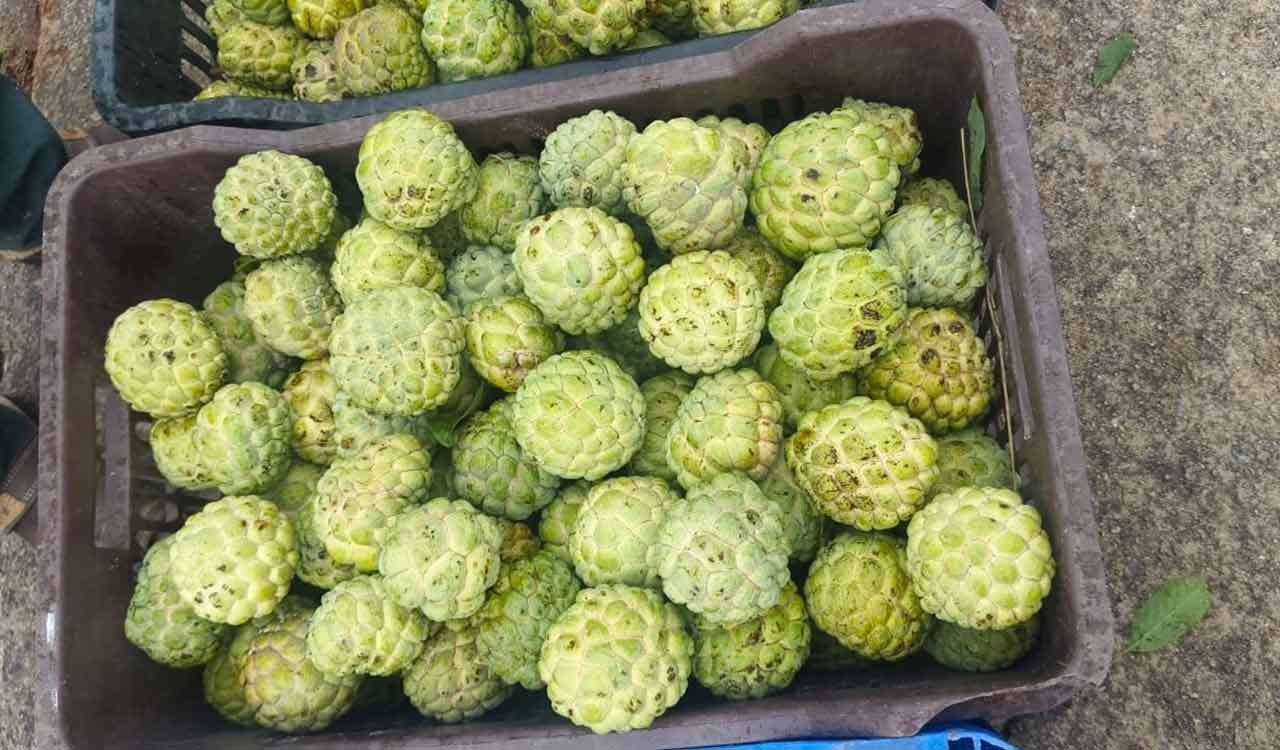 Ramayampet’s unique custard apple market draws traders and visitors