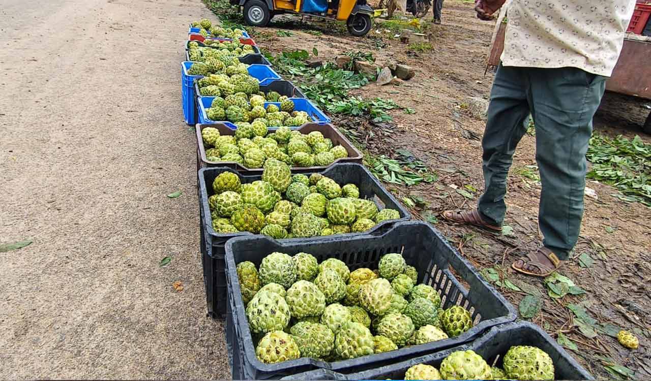 Ramayampet’s unique custard apple market draws traders and visitors