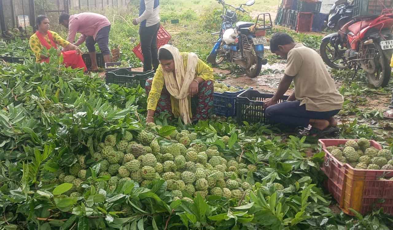 Ramayampet’s unique custard apple market draws traders and visitors