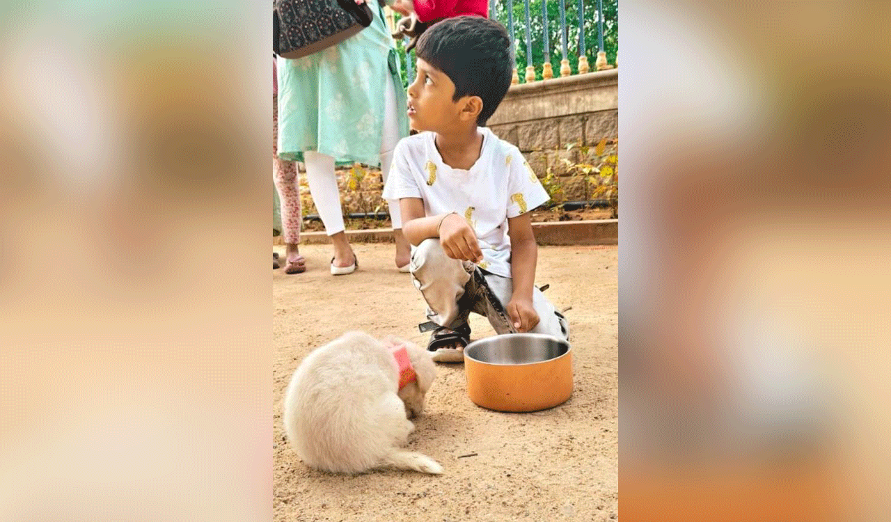 16 street dog puppies find loving homes at KBR Park adoption drive