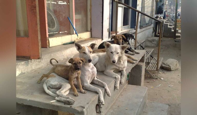 Watch: 6-year-old girl mauled by stray dogs at model school in Mancherial