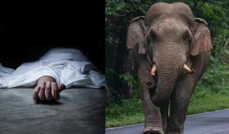 Wild elephant tramples farmer to death in Andhra