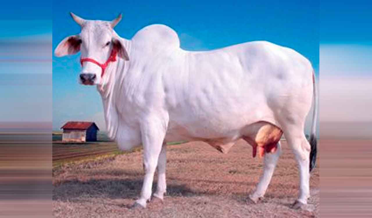 Odisha vets remove 40 kg of plastic waste from cow’s stomach in Ganjam
