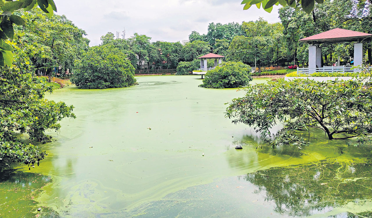 Algae chokes KLN park lake, threatens Bathukamma celebrations in Sanathnagar