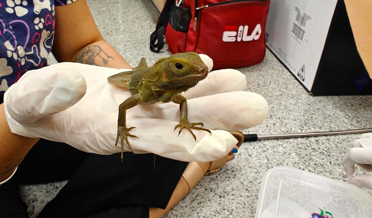 Hyderabad RGI Airport customs seize monitor lizard, iguanas in wildlife smuggling case